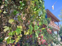 гого вир бохула